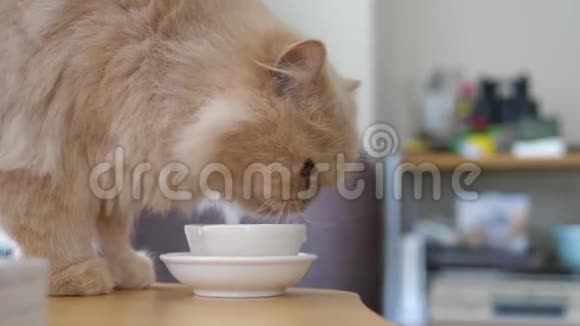 把桌上的波斯猫饮用水合上视频的预览图