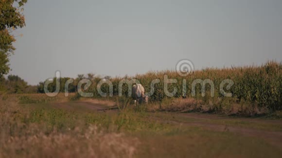 奶牛在绿色的田野上牛的牧场视频的预览图