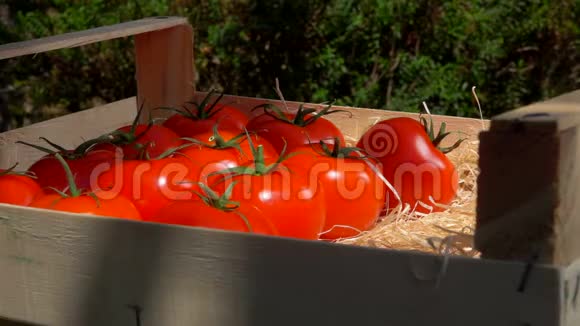 在木箱里收获西红柿视频的预览图