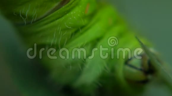 大型昆虫特写美丽的绿色奇异毛毛虫昆虫学视频的预览图