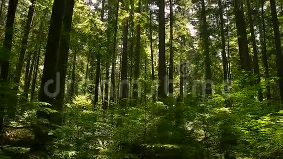 北温哥华林恩峡谷公园的老生长森林的恐慌镜头视频的预览图