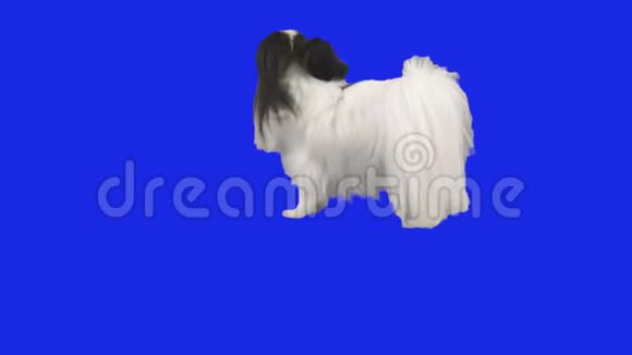 帕皮龙的狗正在蓝色的hromakey慢动作股票录像上跳舞视频的预览图