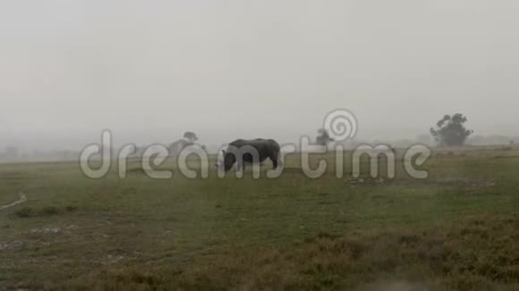 在非洲大草原上在大雨中犀牛在草地上放牧视频的预览图