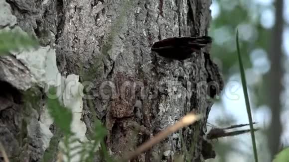 树上美丽蝴蝶的高清特写红色上将蝴蝶在树上视频的预览图