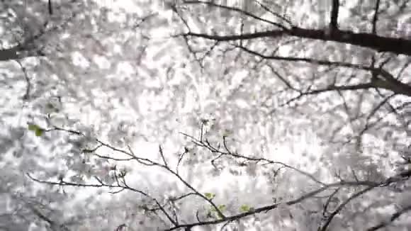 光之林视频的预览图