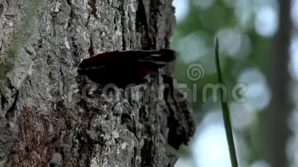 树上美丽蝴蝶的高清特写红色海军上将蝴蝶在树上视频的预览图
