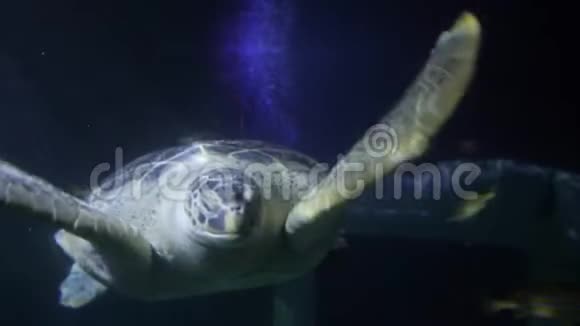 头海龟与礁鱼水族馆的近景视频的预览图