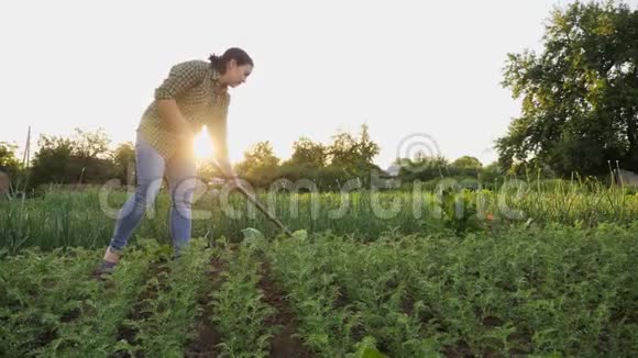 女农场主在一个小鹰嘴豆种植园除草视频的预览图