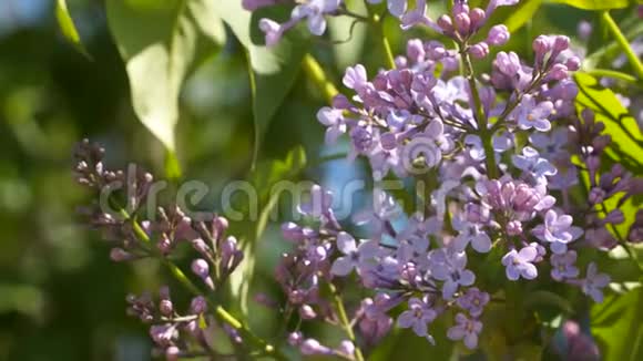 在阳光明媚的日子里盛开的丁香花视频的预览图