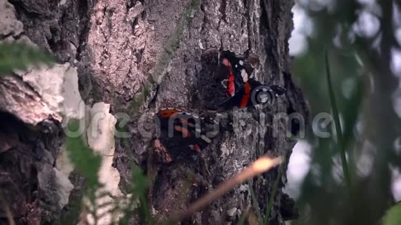 树上美丽蝴蝶的高清特写红色上将蝴蝶在树上视频的预览图