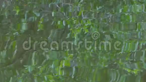 绿叶对水的反射视频的预览图