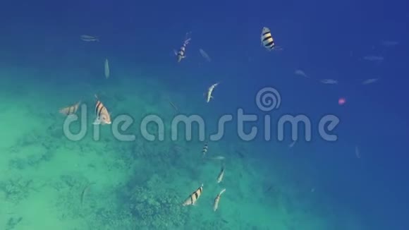 水下珊瑚礁热带鱼类军士长视频的预览图