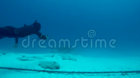 自由潜水员在德尔卡门附近的水域与一条牛鲨一起游泳视频的预览图