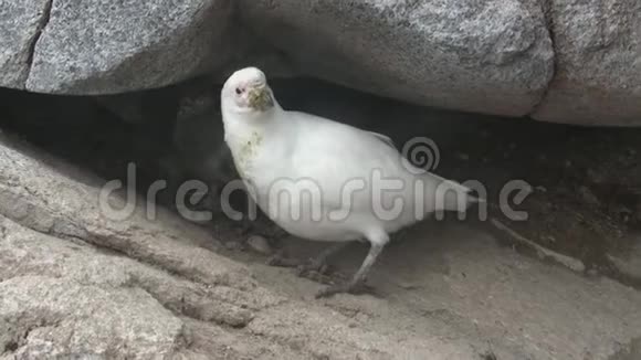 在南极岛的岩石中巢附近有一只雌鸟和一只矮小鸟视频的预览图