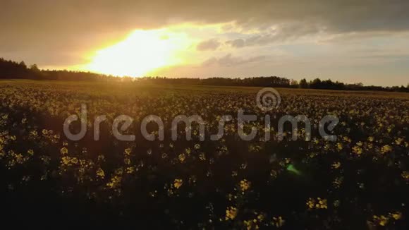 日落时美丽的油菜田视频的预览图