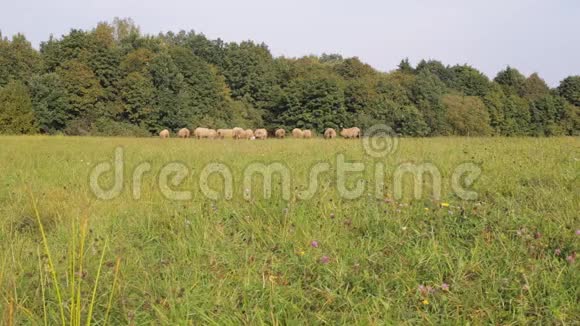 一群又小又大的绵羊在草地上觅食视频的预览图