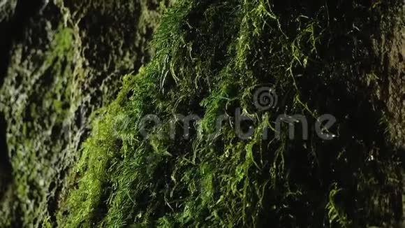 滴在洞穴里的苔藓上视频的预览图