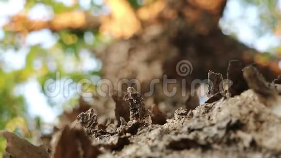 缅甸帕塔克树剥落的片状树皮视频的预览图