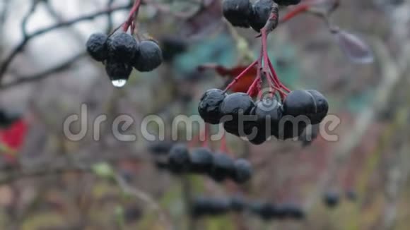深秋黑罗旺浆果上的雨滴特写视频的预览图