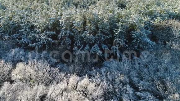 冬雪松杉冻林的鸟瞰图视频的预览图