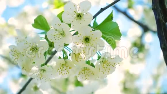 白色盛开的樱花树在风中靠近视频的预览图