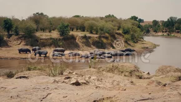 河马栖息在非洲马拉河的河岸和水中视频的预览图
