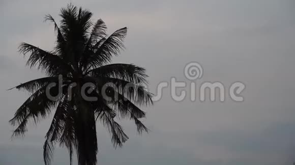 傍晚椰树的黑色视频的预览图