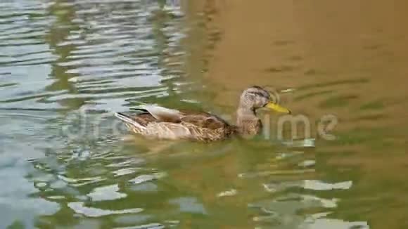 鸭子在湖上游泳喝不干净的水野生鸟类靠近自然环境中的动物视频的预览图