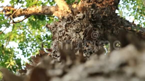 缅甸帕塔克树剥落的片状树皮视频的预览图