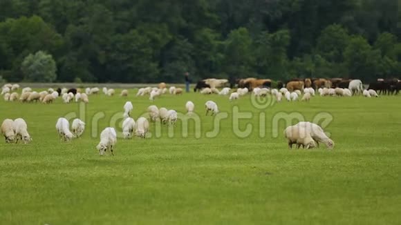 牧场放牧的绵羊和牲畜农村地区的农业视频的预览图