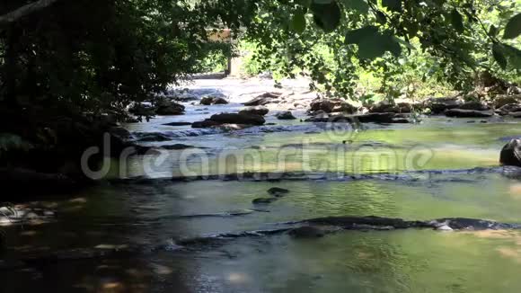 佐治亚州索普溪夏天仰望索普溪上的小溪周围是树木视频的预览图