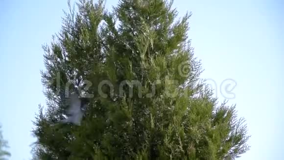 链球菌鸟是从树上的巢里飞来的绿色环保组织视频的预览图