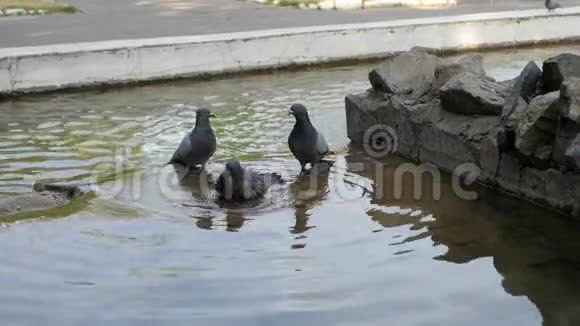 鸽子沐浴在清澈的水中视频的预览图