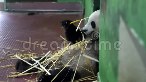 熊猫吃竹秆媒体毛茸茸的大熊猫坐着用爪子抓住竹柄咀嚼它们可爱视频的预览图