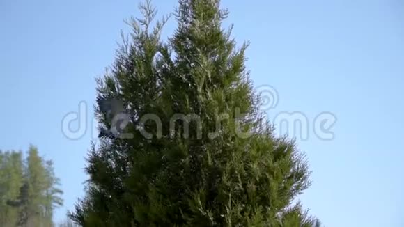 链球菌鸟是从树上的巢里飞来的绿色环保组织视频的预览图