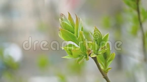 初春时树枝顶端长出的嫩叶视频的预览图