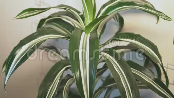 喷洒德拉卡纳植物的叶子视频的预览图