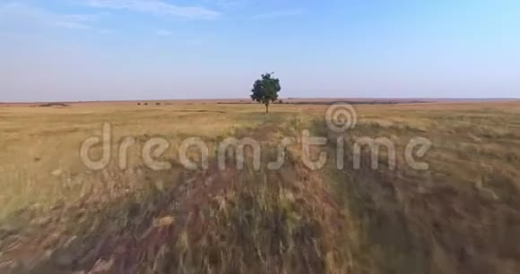 日落时分草原上一棵树的空中景色视频的预览图