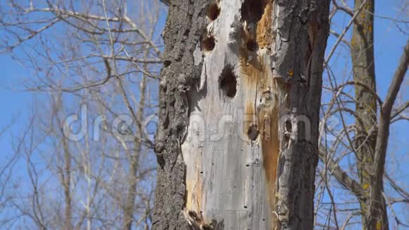 干树上的啄木鸟洞视频的预览图