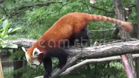 红熊猫AilurusFulgens视频的预览图