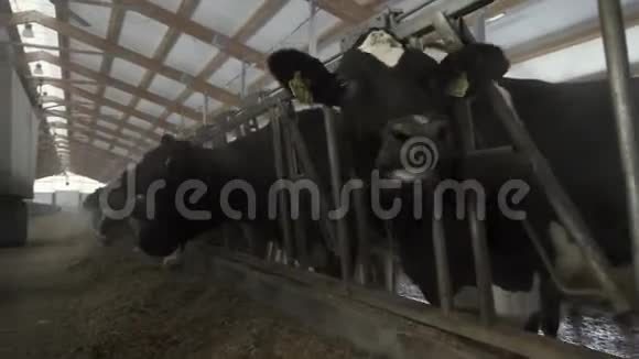 奶牛饲养过程上大型奶场农业概念录像奶牛场吃干草和视频的预览图