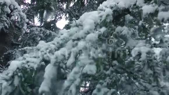 雪从云杉的树枝上掉下来视频的预览图