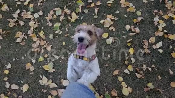 公园里的白杰克鲁塞尔猎犬视频的预览图