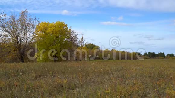 秋天草甸上有黄叶的树视频的预览图