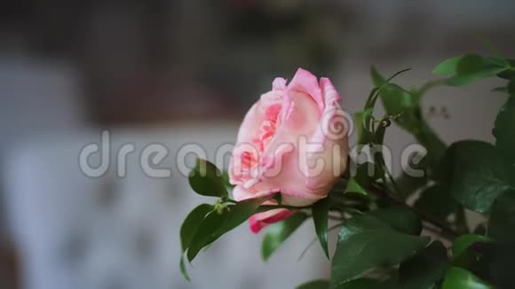 带绿叶的粉红色玫瑰枝视频的预览图