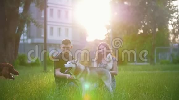 狗种爱尔兰野狗哈士奇在草地上玩耍年轻夫妇在夏季日落时休息视频的预览图