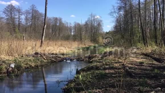 春天波兰自然的湿地视频的预览图