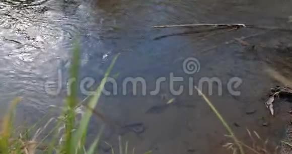 秋天的河流水里的叶子视频的预览图