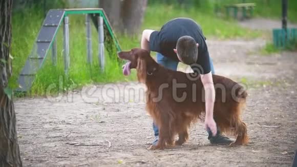 在夏季公园里年轻人清理他的狗种红色爱尔兰人的长发视频的预览图