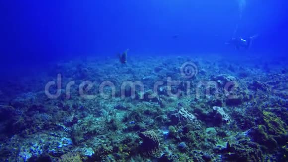 在科祖梅尔附近水域的珊瑚礁旁游泳的鹦鹉鱼女王视频的预览图